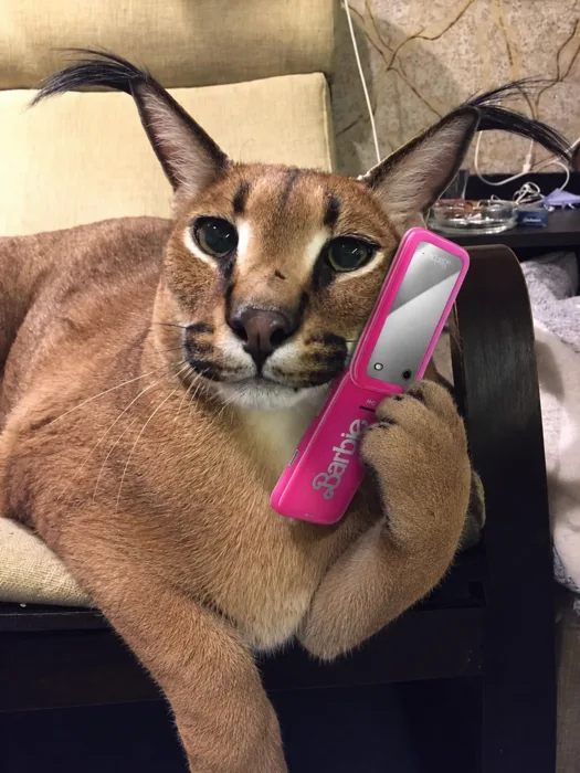 A caracal holding a pink flip phone to its ear