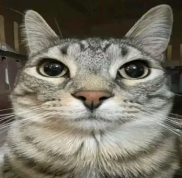 A cat staring blankly